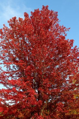 Fall Beauty