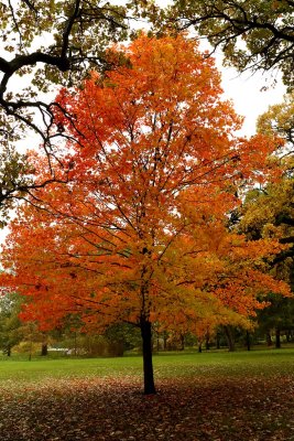 Autumn Orange