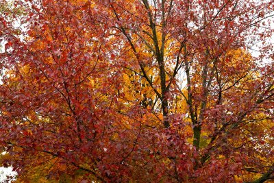 Amber and Gold