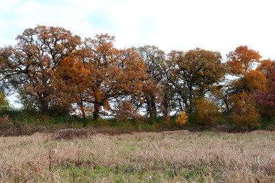 October Oaks