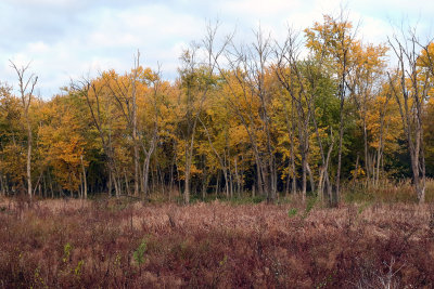 Autumn Array