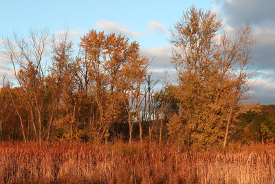 Fall on the Fen