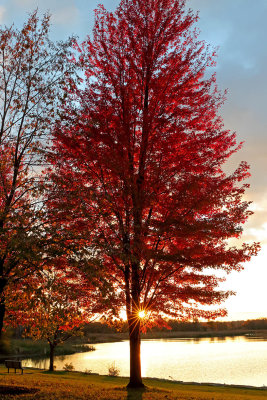 Fall's Light