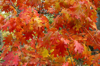 Oak Autumn