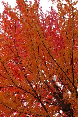 Burning Branches