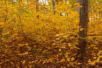 Fall on the Forest Floor