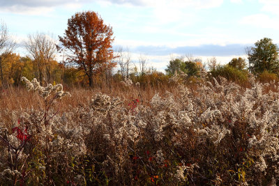 Seeds and Fall Color