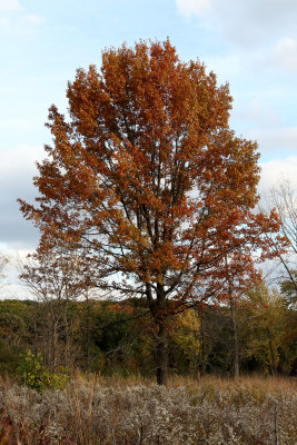 Autumn Celebration 