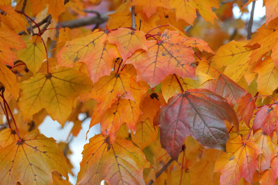 Showing Their Color