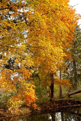 November Color