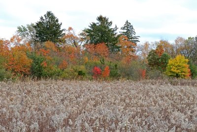 Seeds and Trees
