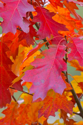 Vibrant Oak