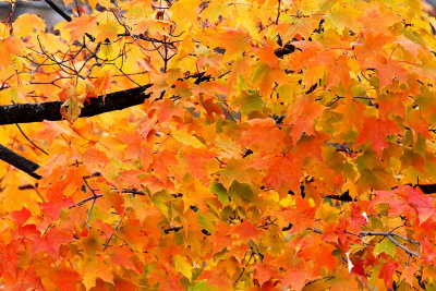 Simmering on the Branch