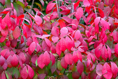 Hot Leaves 