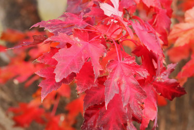 Real Red
