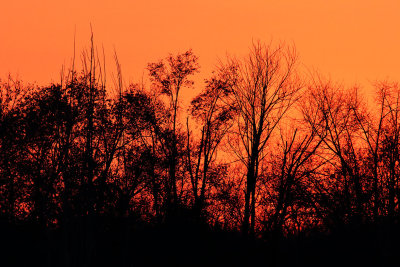 November Silhouettes 