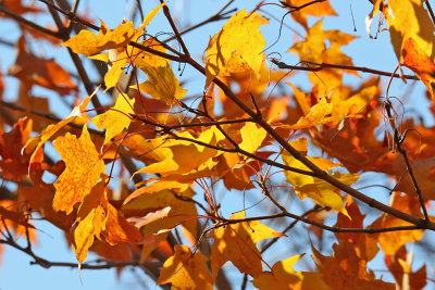 Fall Foliage 