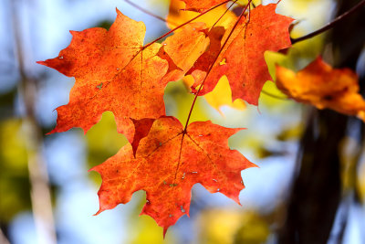 Fall Coated