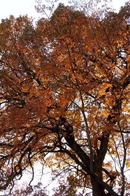 Reaching for Fall