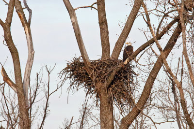 Checking on the Nest
