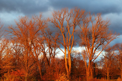 November Trees Near Sunset