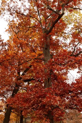 Oak in Orange