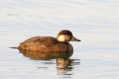 Dapper Duck