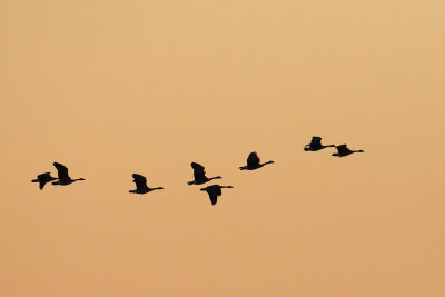 Flying at Sunset