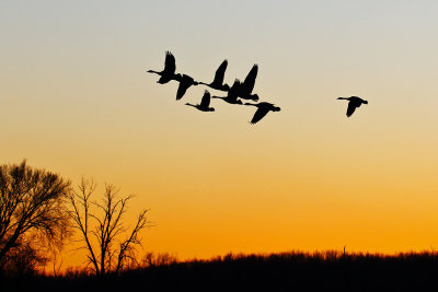 Flight Before Night