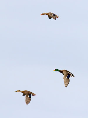 Mallards on the Move