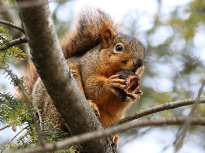 Feeling Kinda Nutty