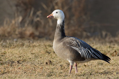 Snow Goose of a Different Color