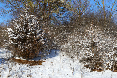 Snow Covered