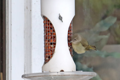 Working the Feeder