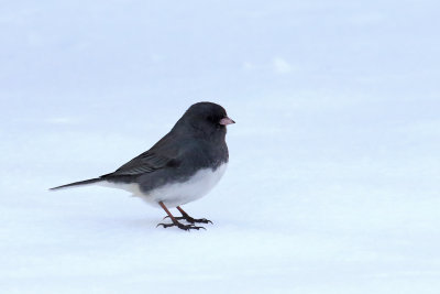 Snowbird