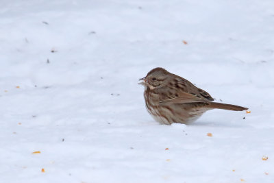 Sparrow in the Snow