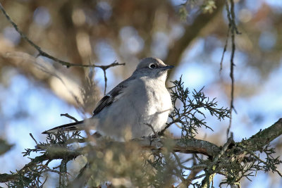 Uncommon Visitor