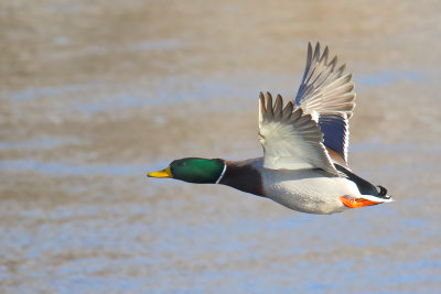 River Flight