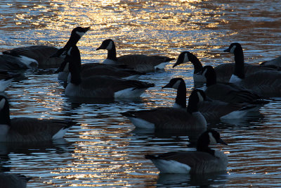 Geese at Sunset