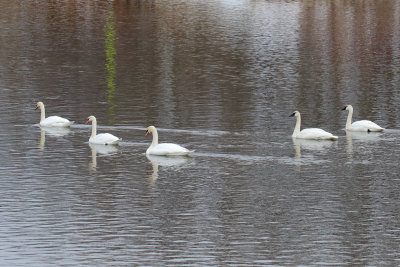 Swans on the Fox