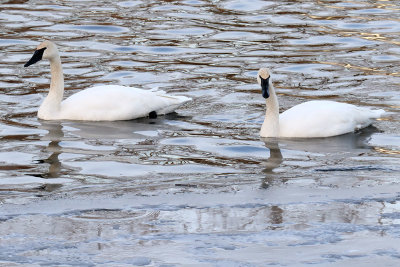 Winter Swans