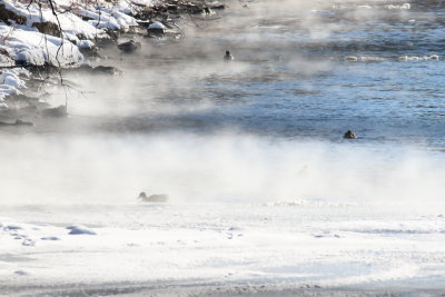 Mallards in the Mist