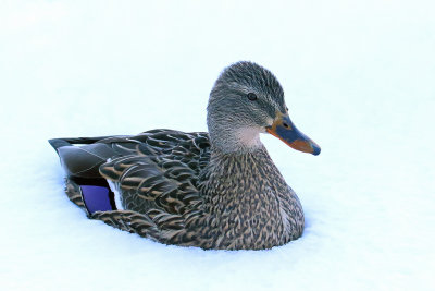 Ms. Mallard