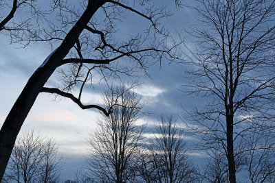 Winter Trees