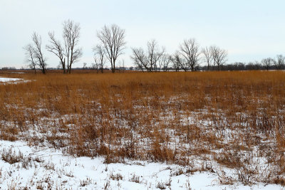 Winter Prairie