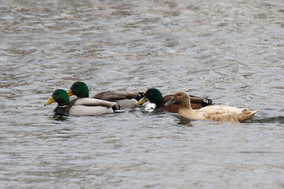 Mallard Assortment 