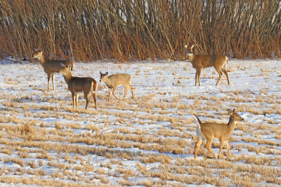Deer Yard