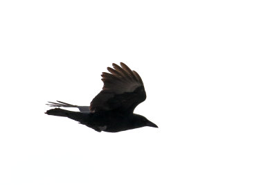 Crow on the Chase