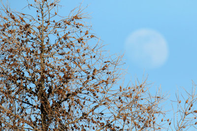 Larch Moon