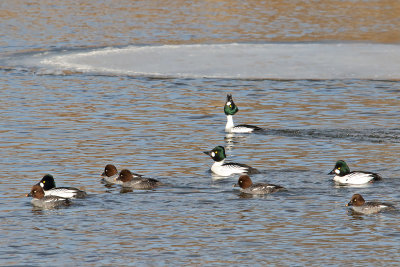 Winter Ducks